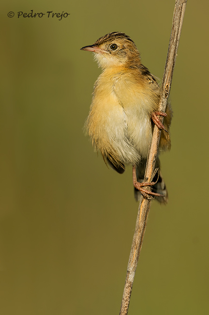 Buitron (Cisticola juncidis)